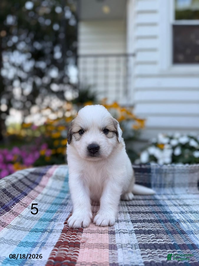 Great Pyrenees dogs Clark - Ad 1