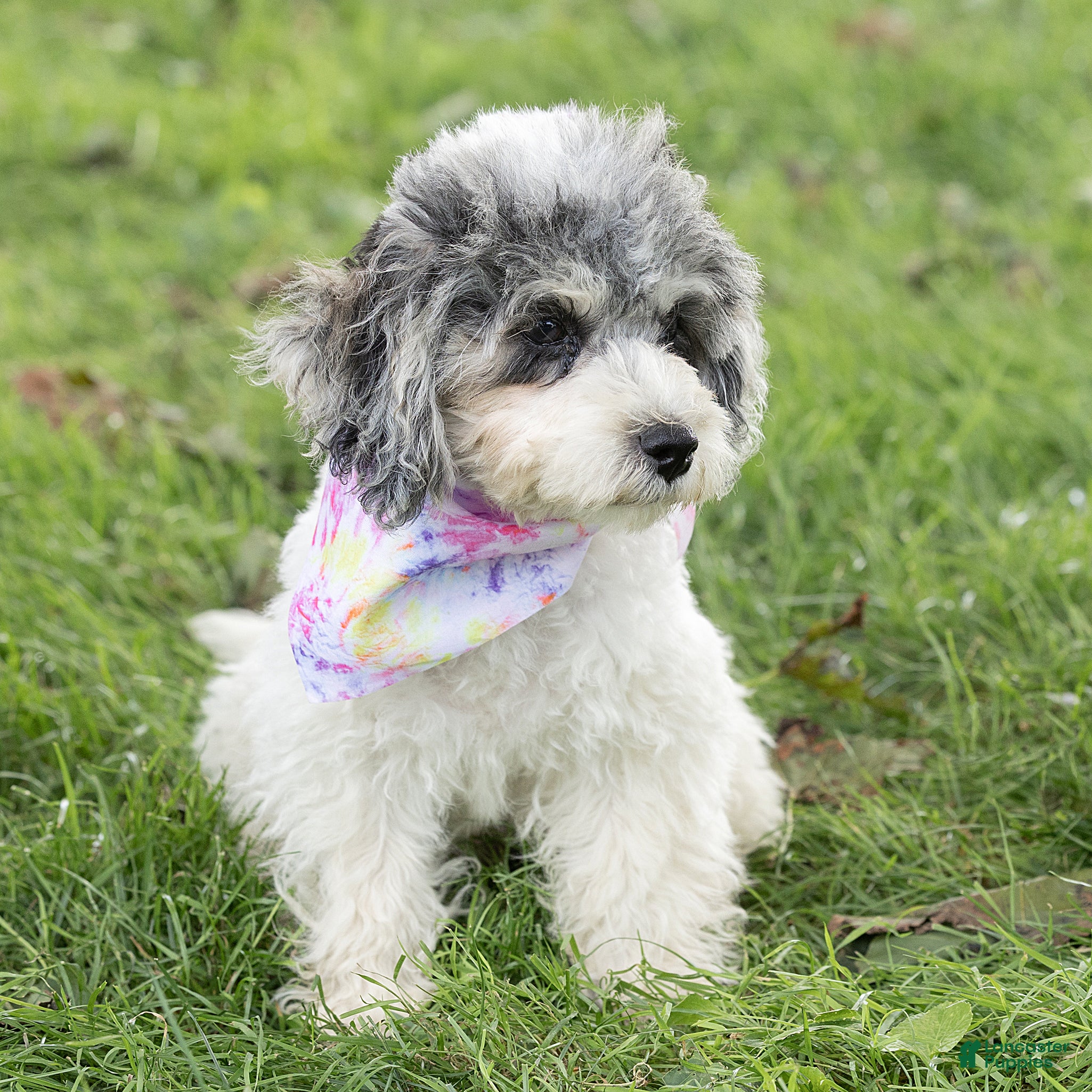 Maltipoo dogs Rex Maltipoo  - Ad 1