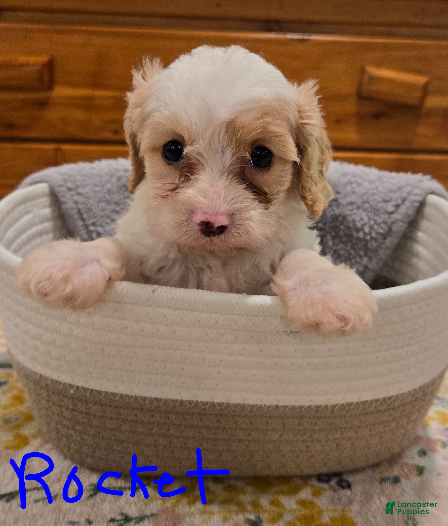 Cavapoo dogs Rocket - Ad 2