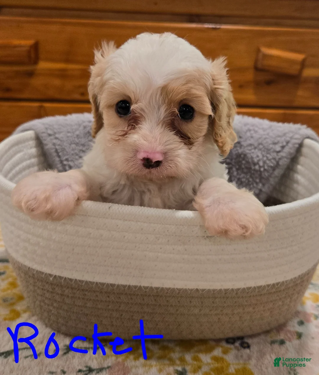Cavapoo dogs for sale: Rocket - Ad 2