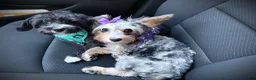 Mixed Breed dogs for sale: Promise - Ad 7