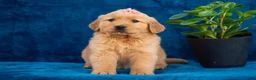 Golden Retriever dogs for sale: Tammy - Ad 1
