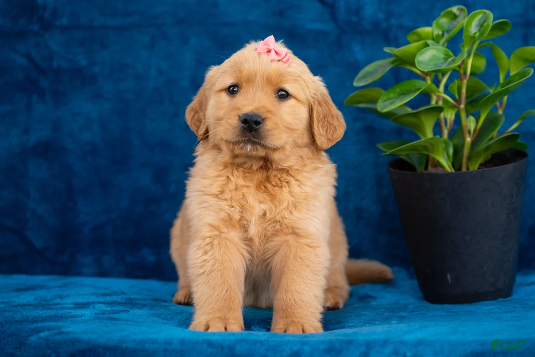 Golden Retriever dogs for sale: Tammy - Ad 1