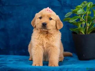 Golden Retriever dogs for sale: Tammy - Ad 1