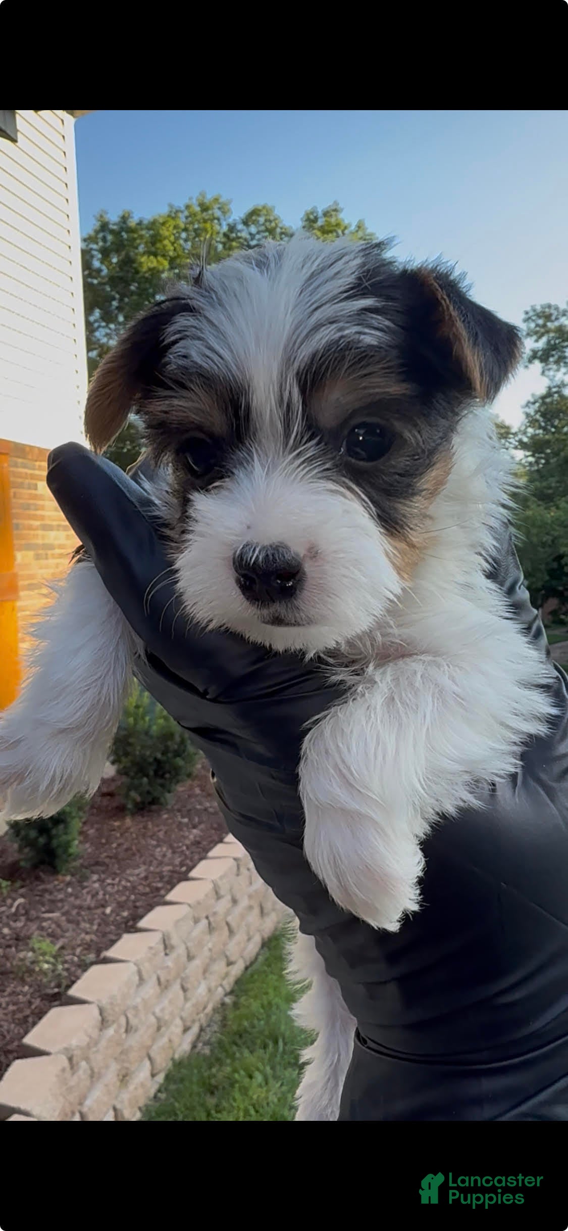 Yorkshire Terrier dogs for sale: Yorkshire Terrier Puppy 2 - Ad 1
