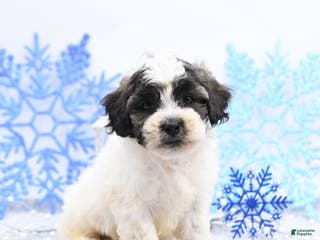 Mixed Breed dogs Mason - Ad 17