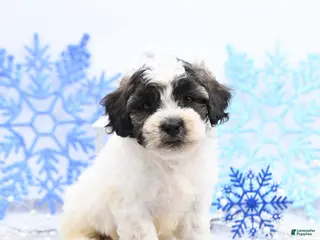 Mixed Breed dogs Mason - Ad 16