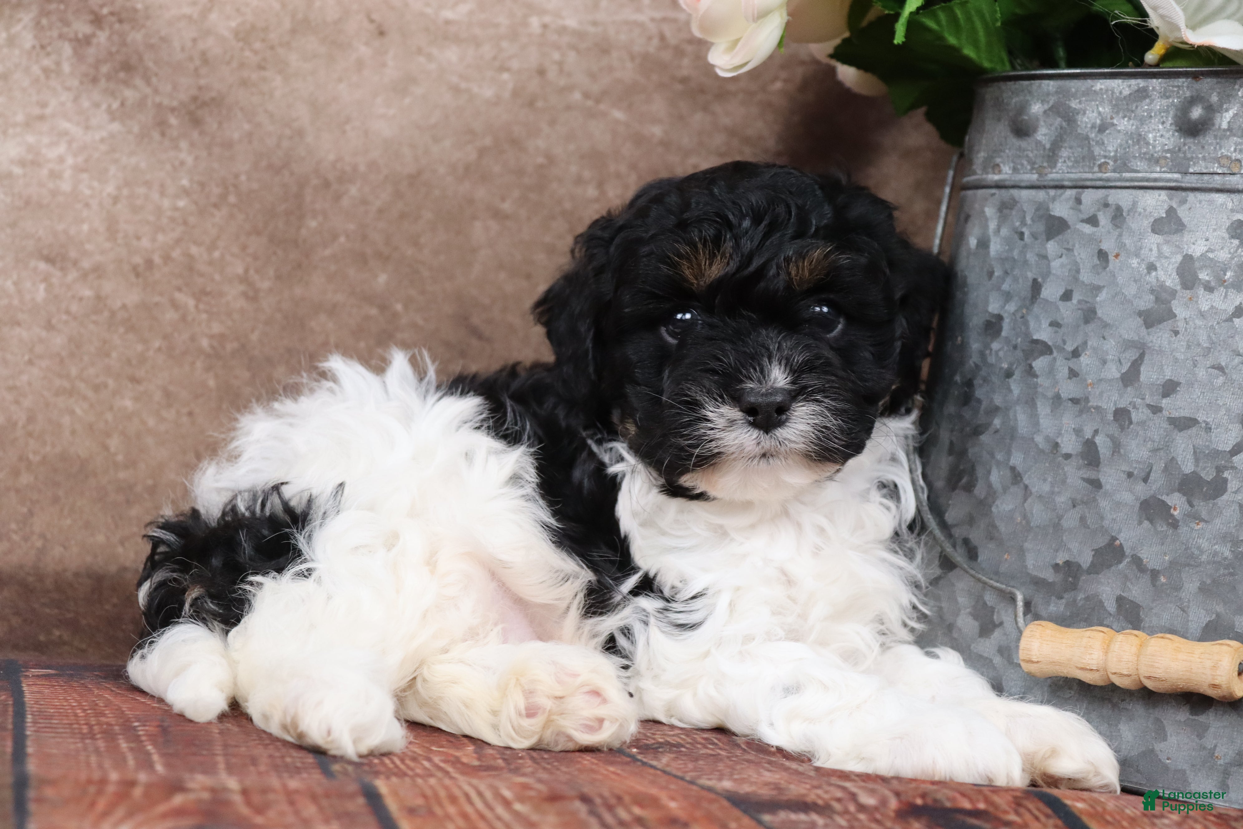 Cavapoo dogs Sherman - Ad 1