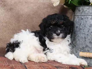 Cavapoo dogs for sale: Sherman - Ad 3