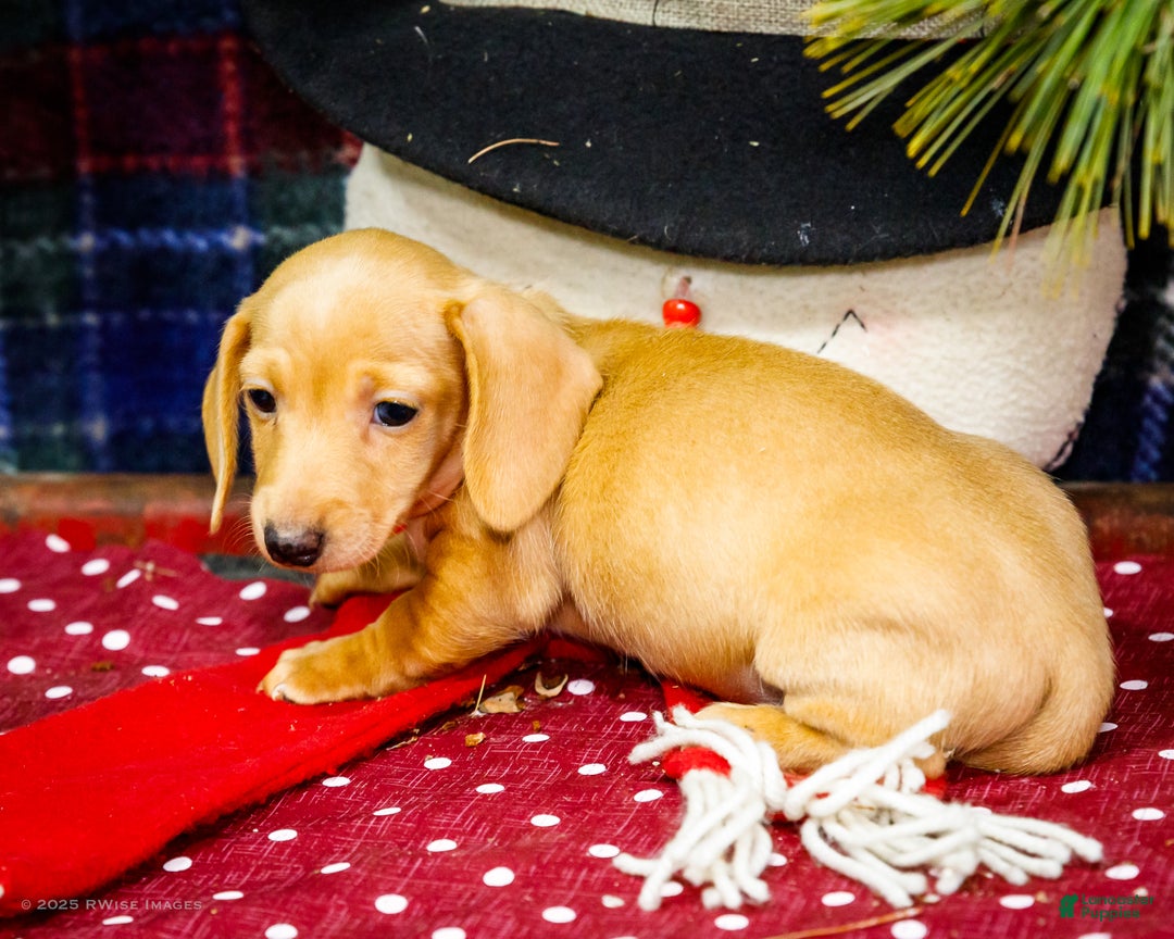 Miniature Dachshund dogs for sale: Tammy - Ad 5