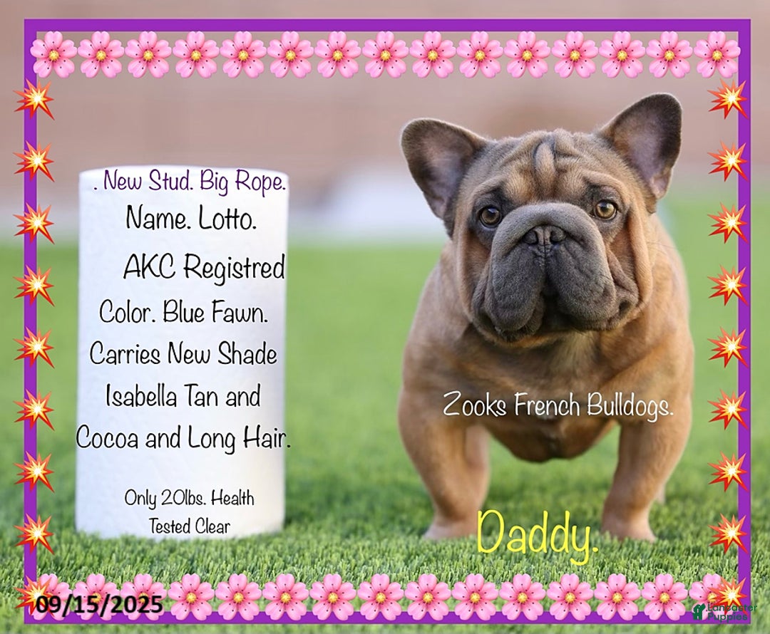 French Bulldog dogs for sale: Sarah May - Ad 4