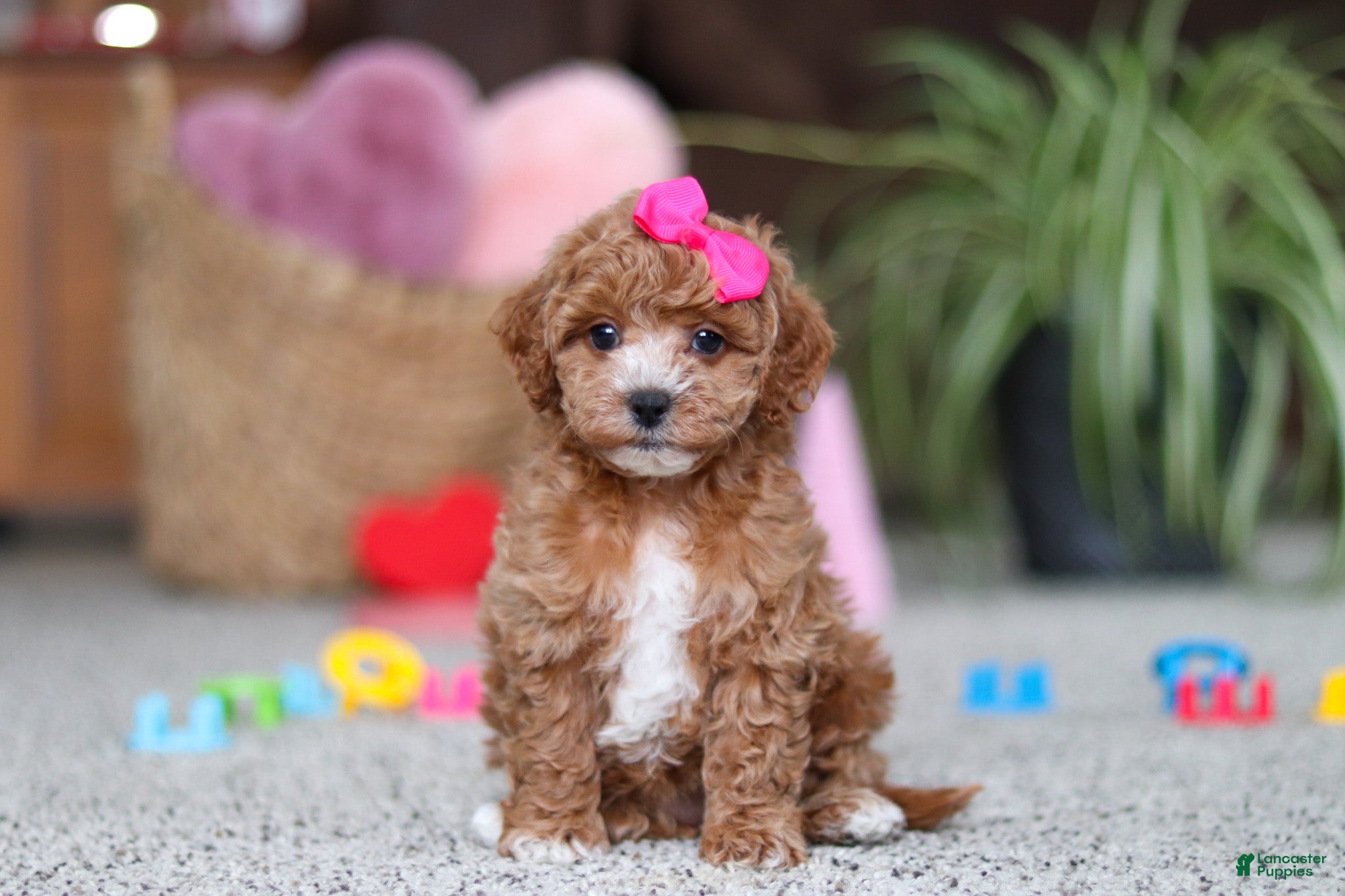 Cavapoo dogs Allie - Ad 14