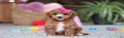 Cavapoo dogs for sale: Allie - Ad 1