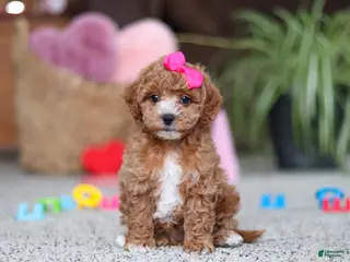 Cavapoo dogs Allie - Ad 40