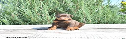 Doberman Pinscher dogs for sale: Thor - Ad 5
