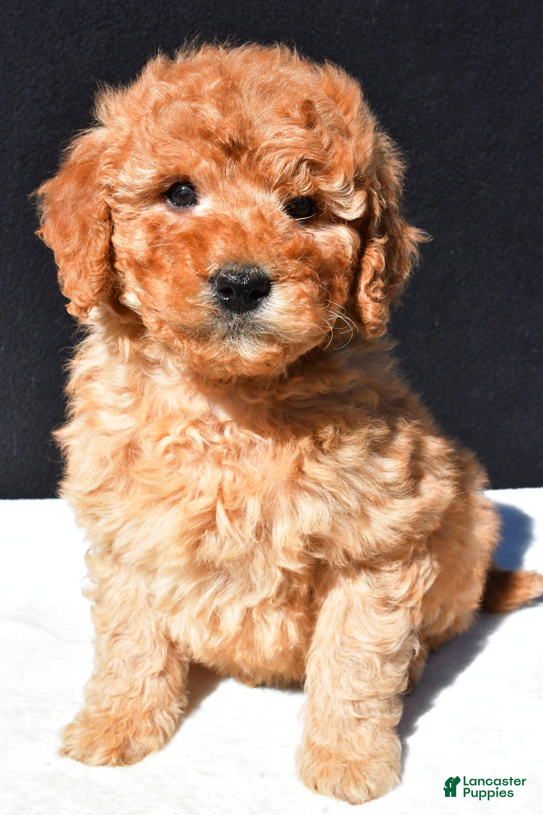 Mini Goldendoodle dogs Bo - Ad 2