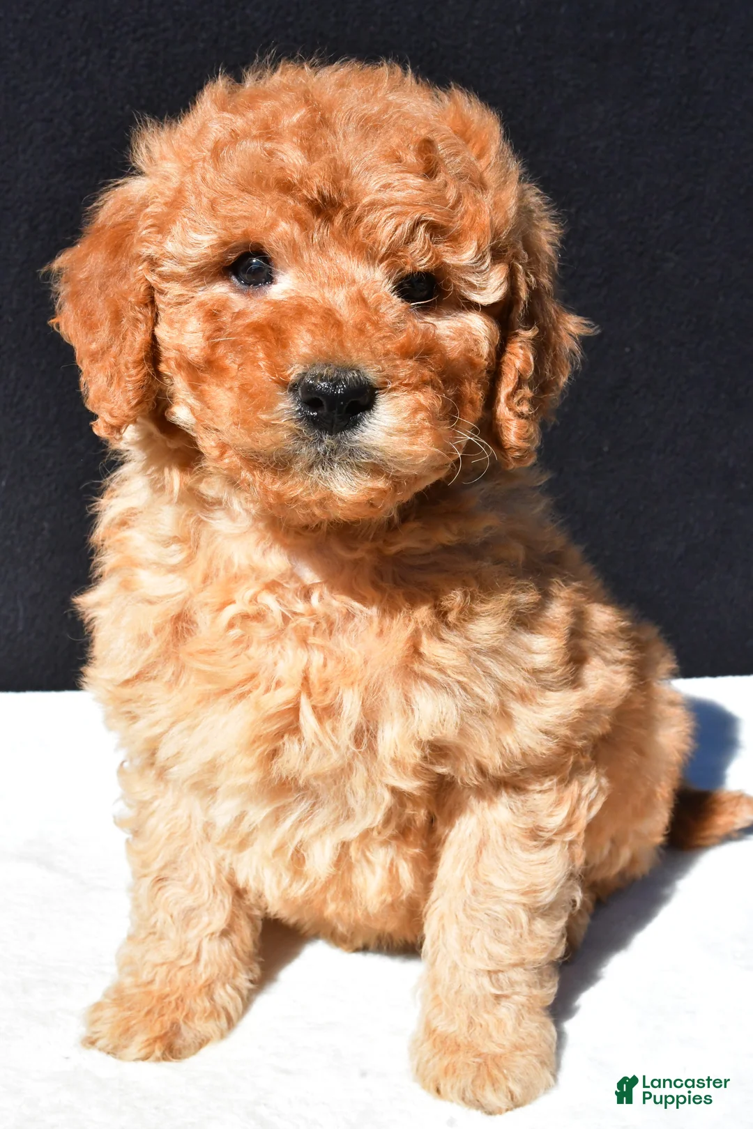 Mini Goldendoodle dogs for sale: Bo - Ad 2