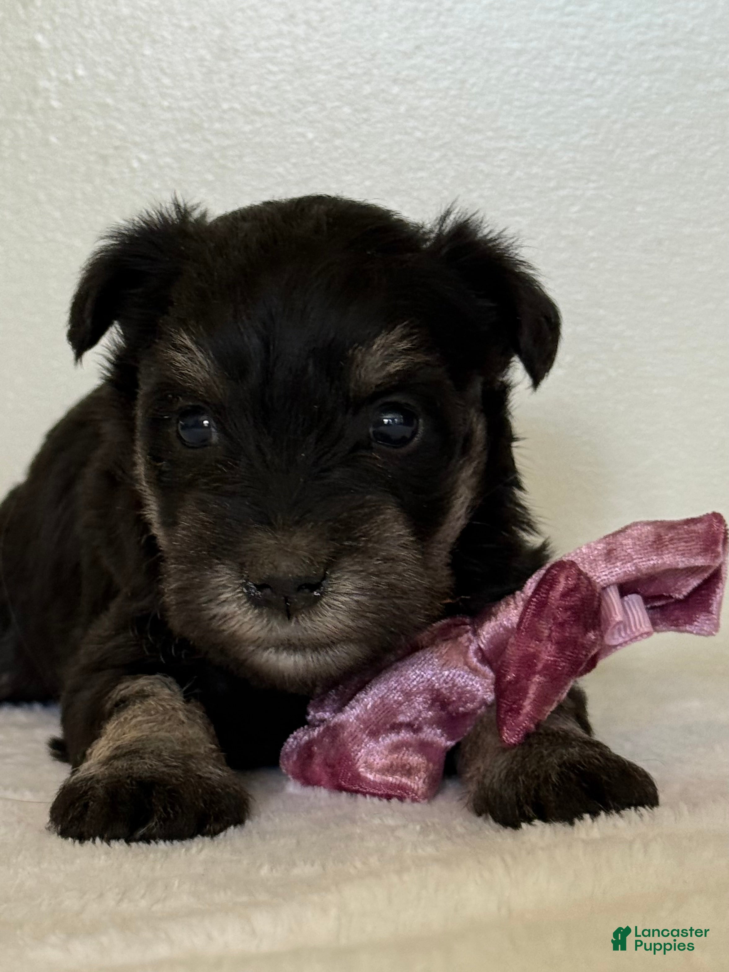 Miniature Schnauzer (Miniature Schnauzer, Female) in Carson City, MI