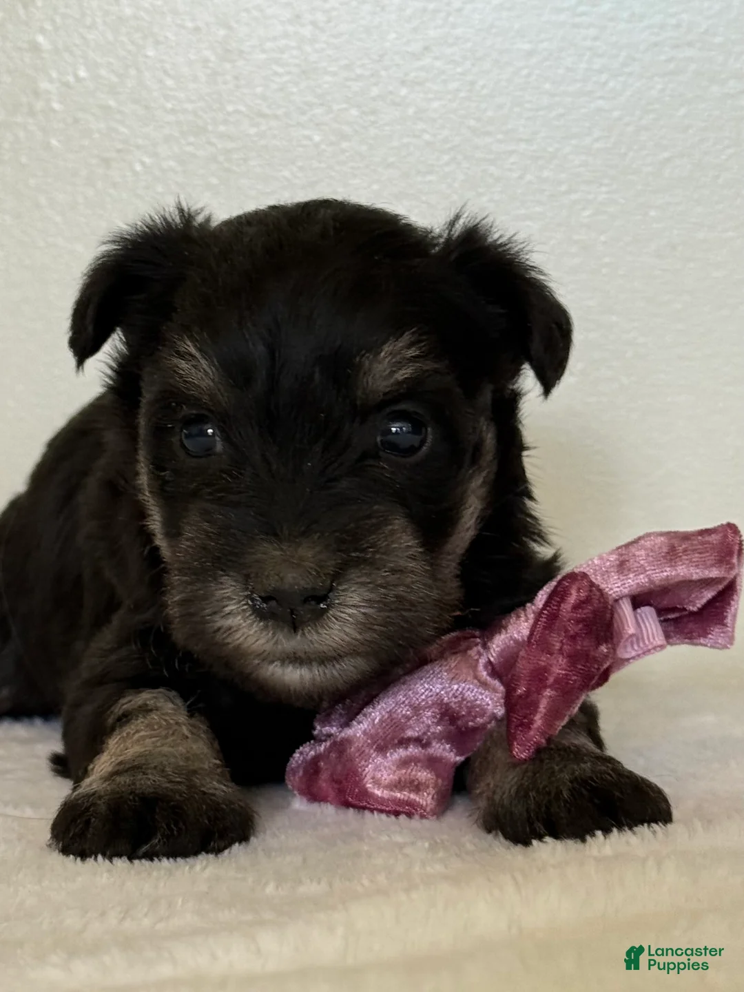 Miniature Schnauzer dogs for sale: Fluffy Miniature Schnauzer  - Ad 1