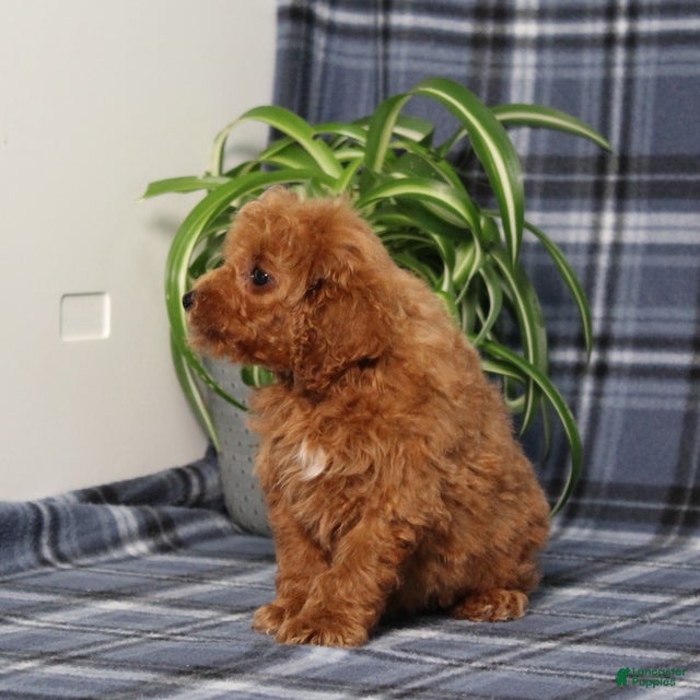 Miniature Poodle dogs Xara - Ad 2