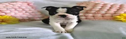 Boston Terrier dogs for sale: Dawn - Ad 2