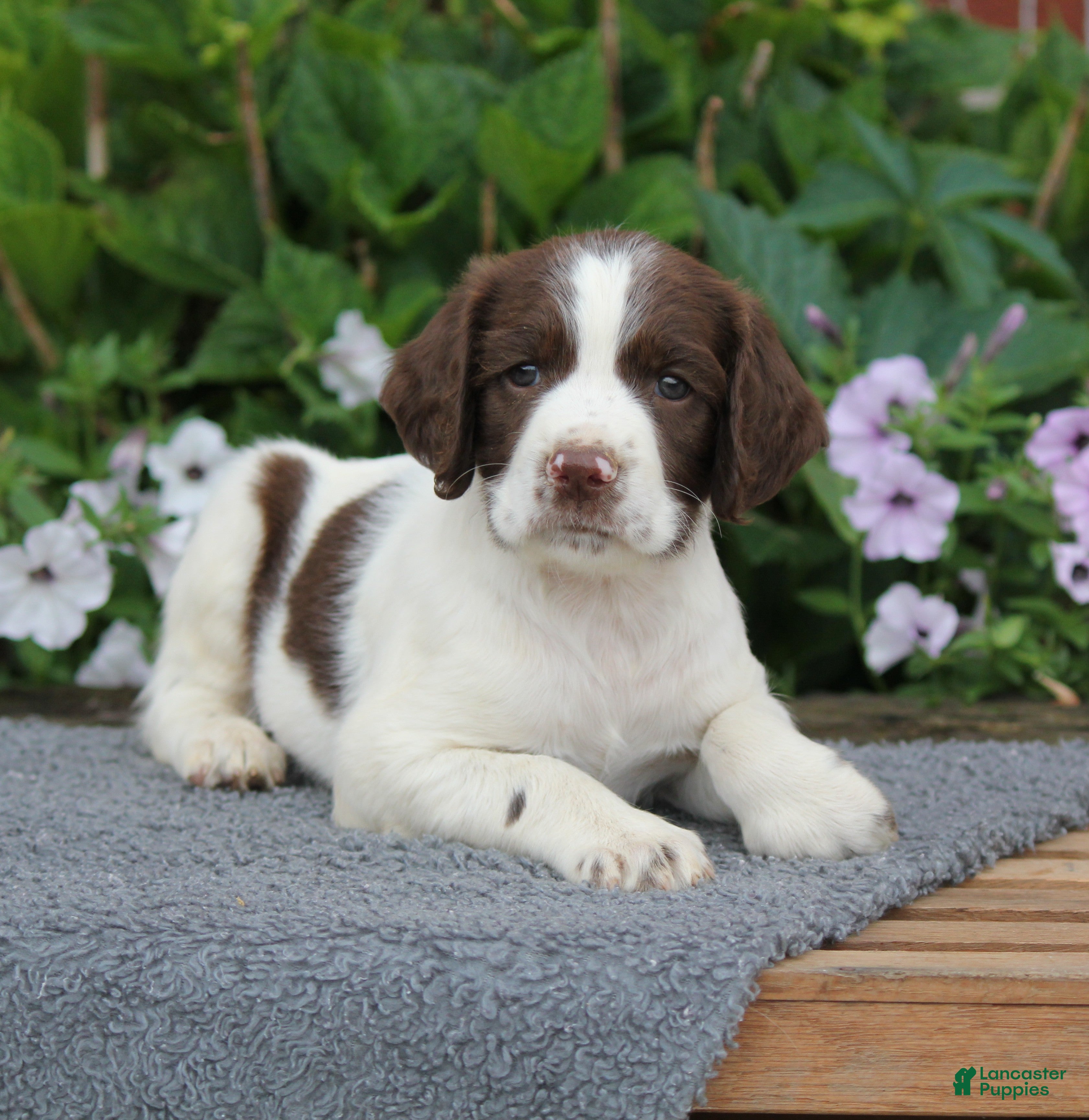 English Springer Spaniel dogs Digger - Ad 1