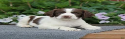 English Springer Spaniel dogs for sale: Digger - Ad 5