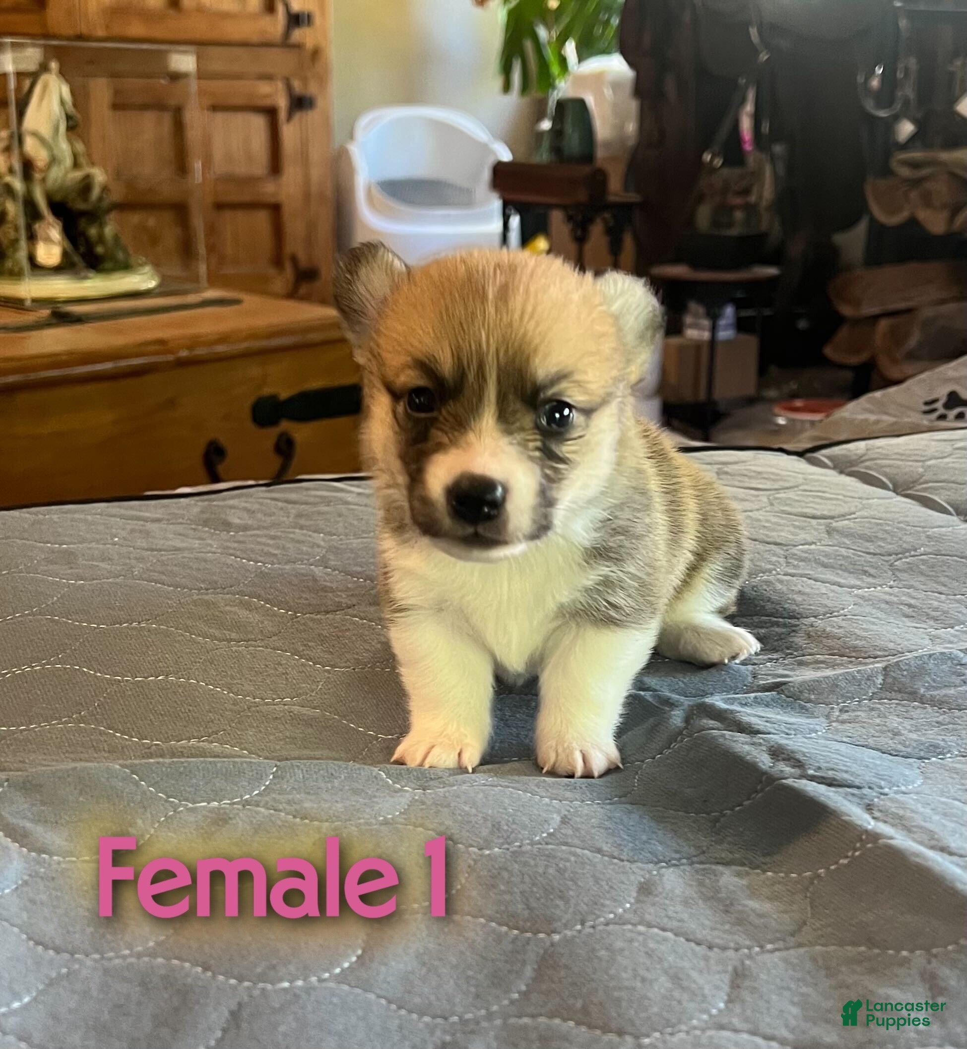 Welsh Corgi Pembroke dogs Welsh Corgi Pembroke Puppy 3 - Ad 1
