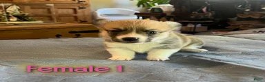 Welsh Corgi Pembroke Puppy 3