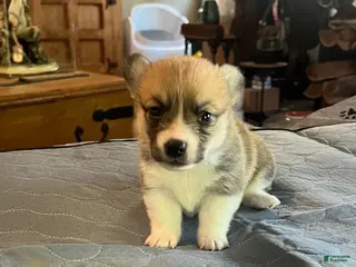 Welsh Corgi Pembroke dogs for sale: Welsh Corgi Pembroke Puppy 3 - Ad 4