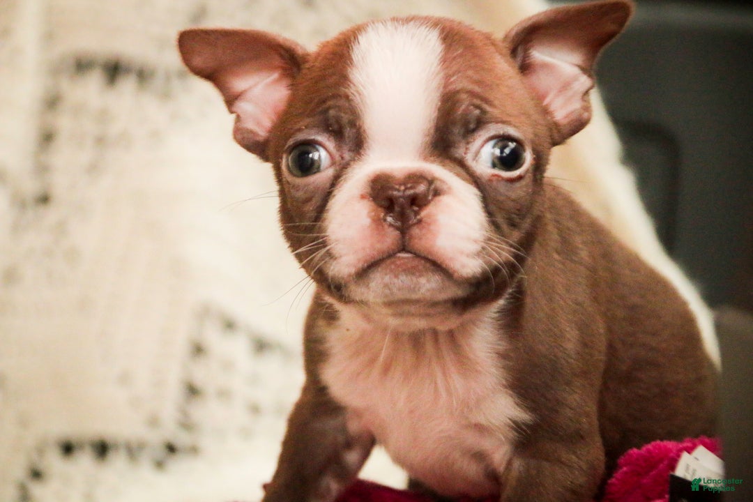 Boston Terrier dogs for sale: Katie - Ad 5