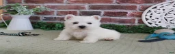 West Highland Terrier dogs for sale: Hamish - Ad 4