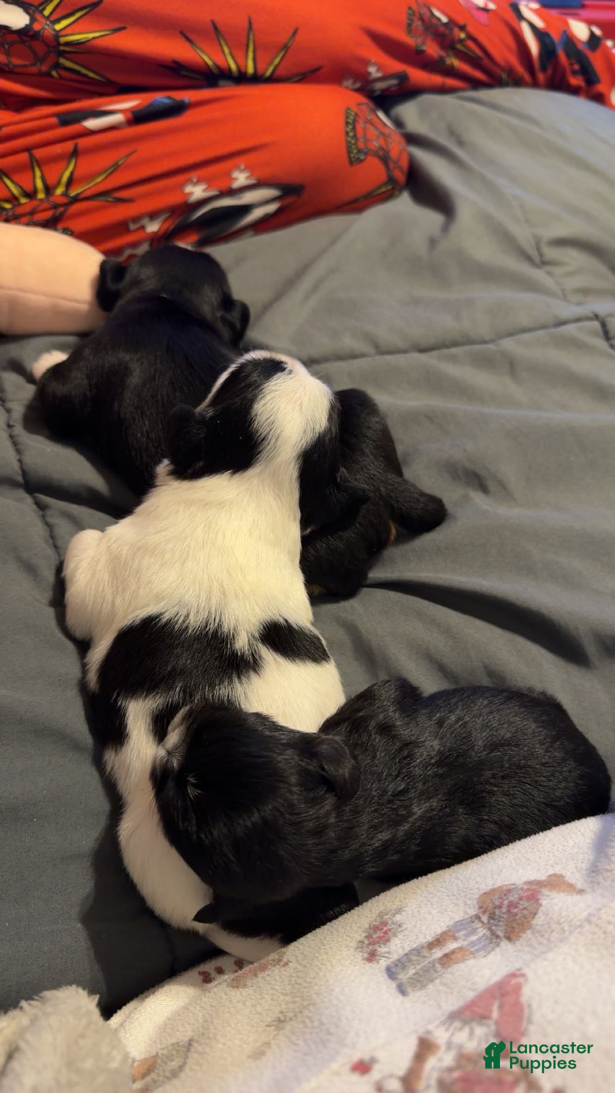 Shih Tzu dogs Shih Tzu 6 - Ad 27
