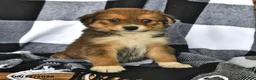 Mixed Breed dogs for sale: Ranger - Ad 2