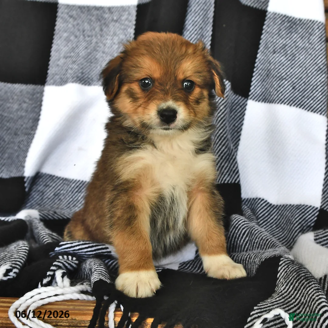 Mixed Breed dogs for sale: Ranger - Ad 2