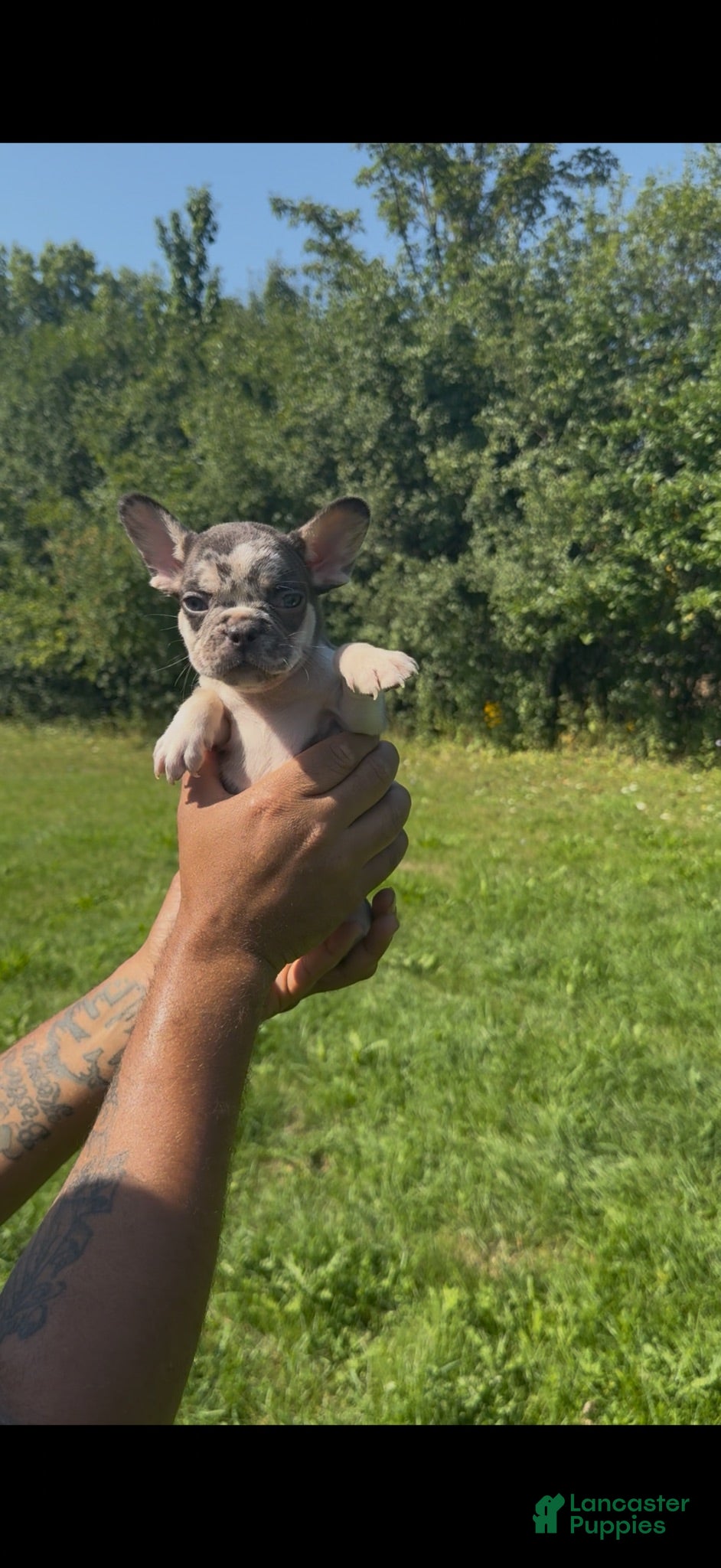French Bulldog dogs Versace - Ad 35