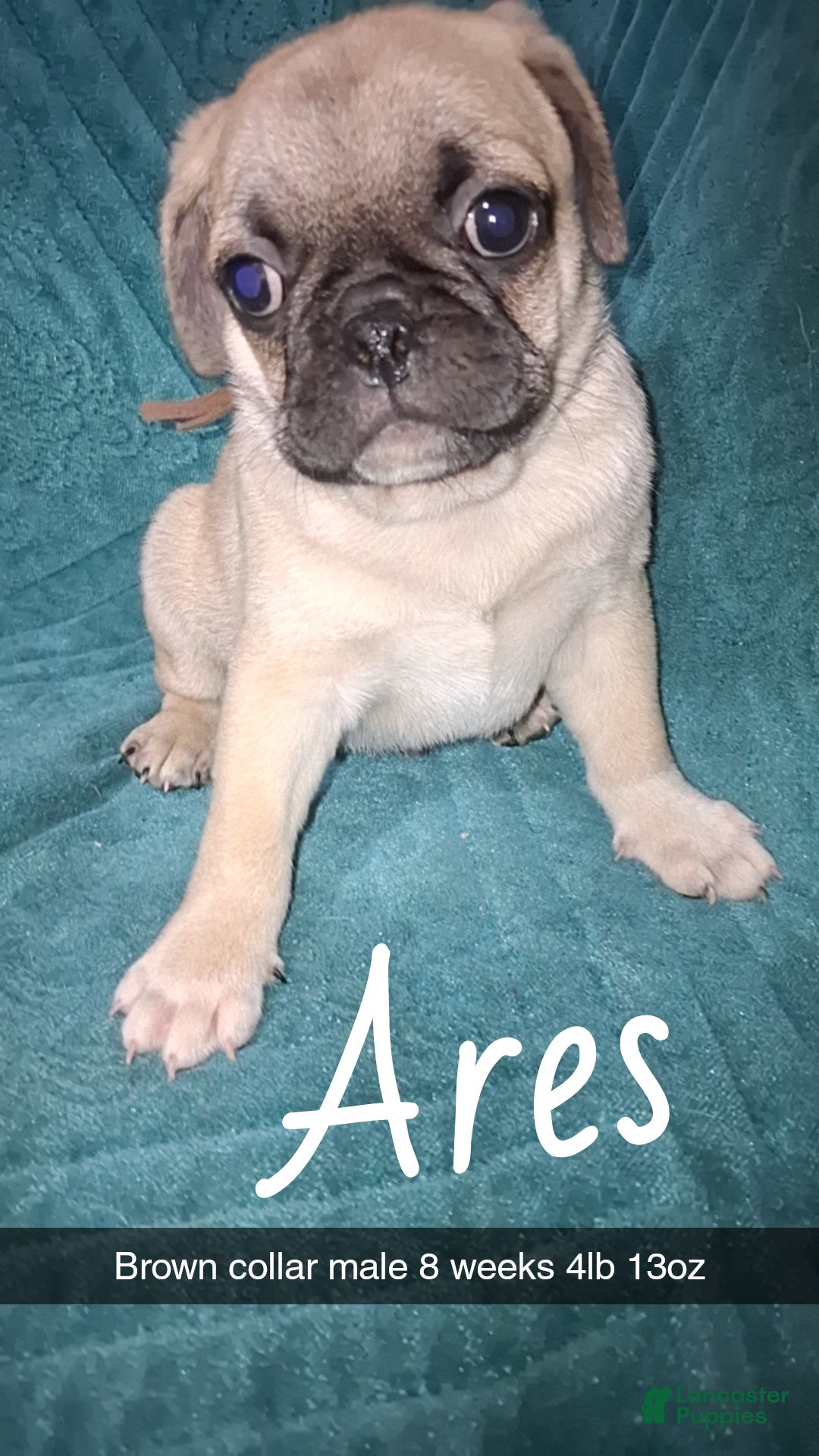 Pug dogs Ares - Ad 13