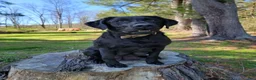 Labrador Retriever dogs for sale: Marsh - Ad 7