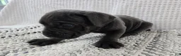 Cane Corso dogs for sale: Cane Corso 3 - Ad 4