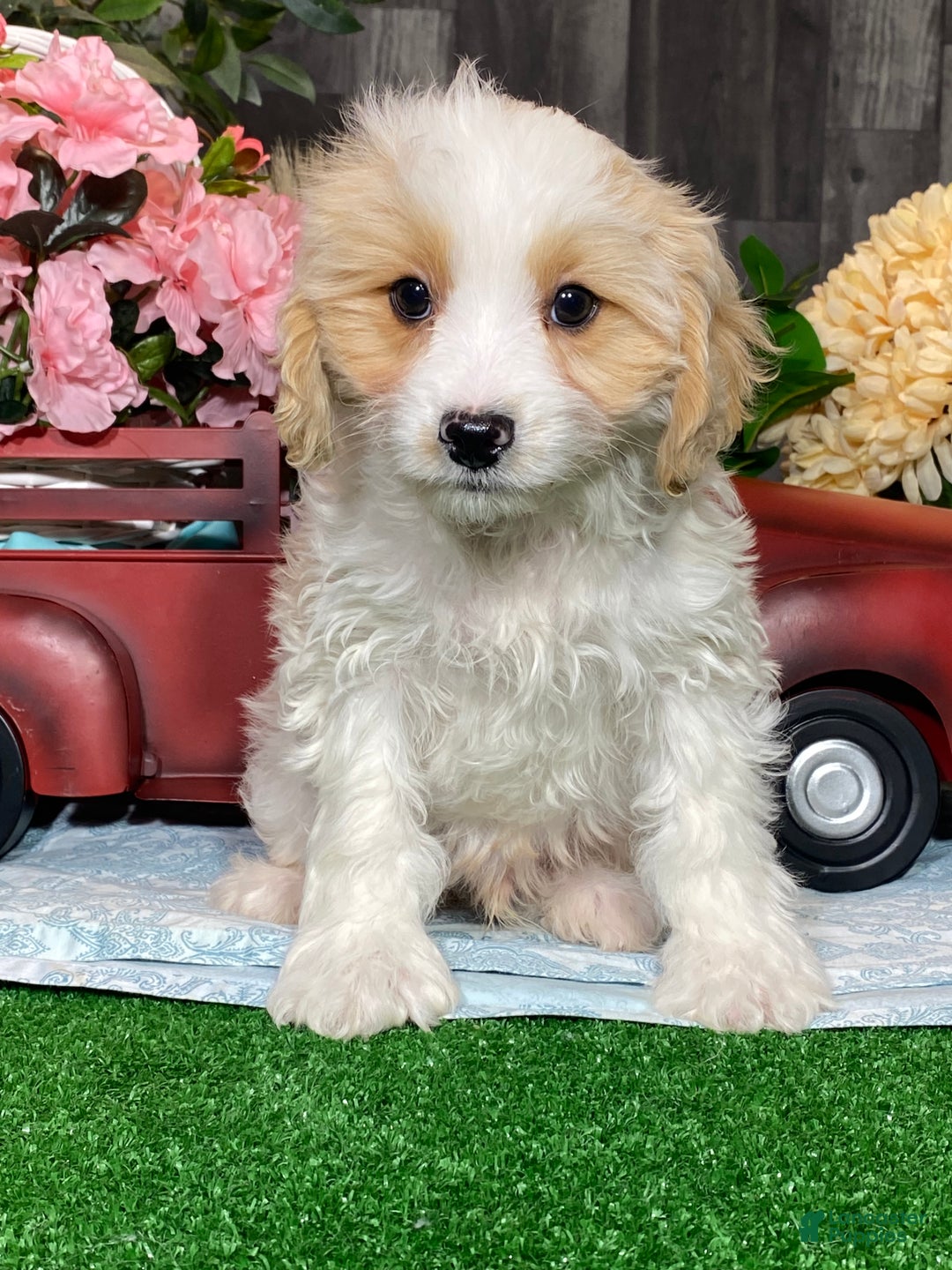 Cavapoochon dogs for sale: Viper  - Ad 3