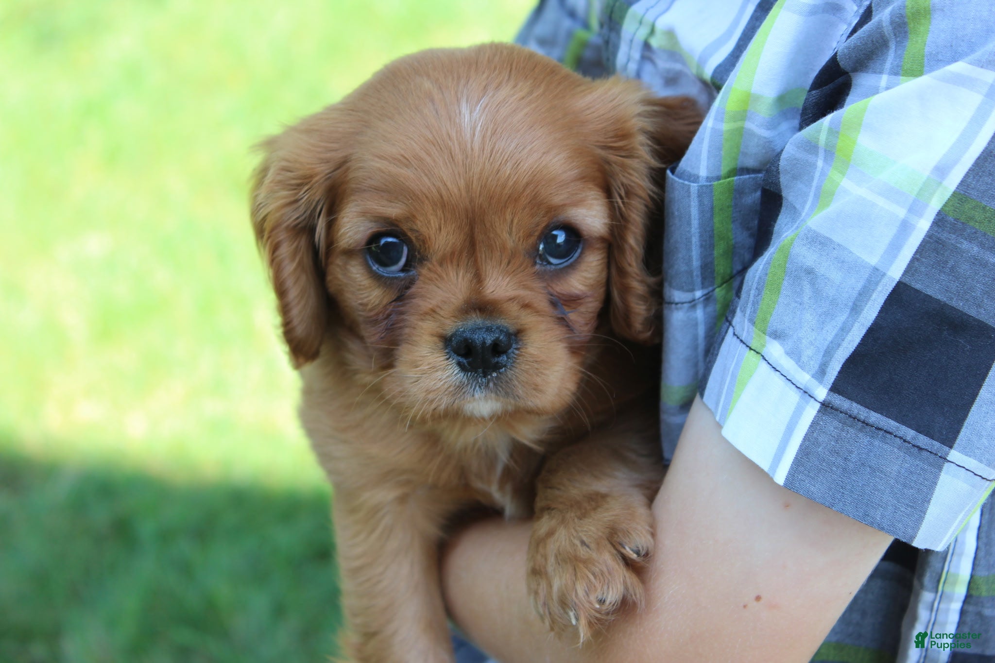 Cavalier King Charles Spaniel dogs Cavalier King Charles Spaniel 1 - Ad 1
