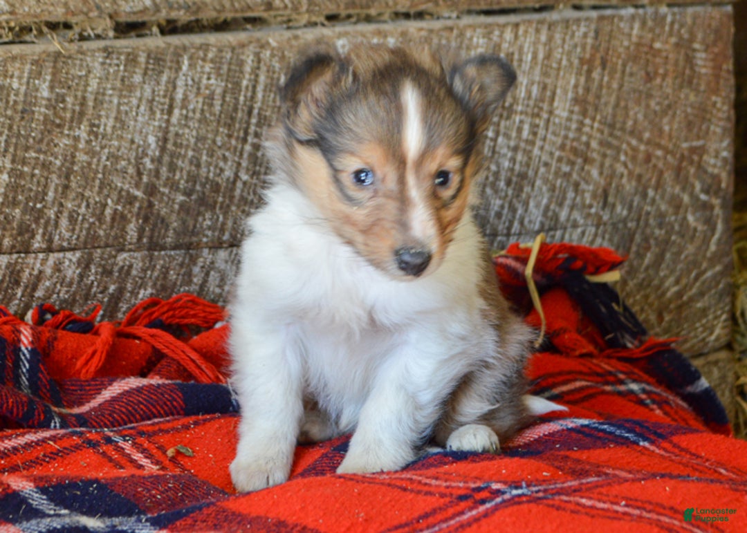 Sheltiedoodle dogs for sale: Ellie - Ad 3