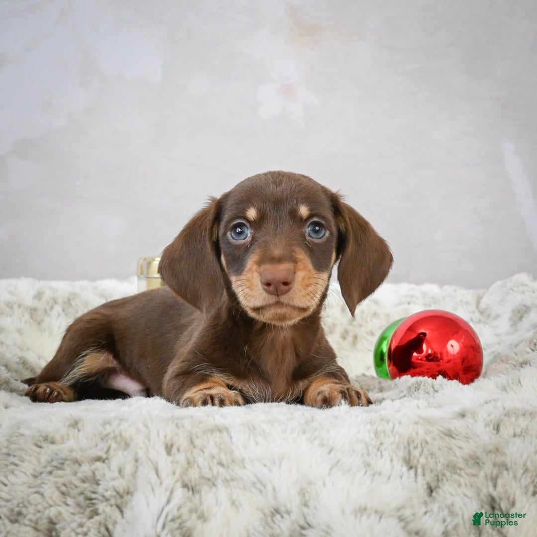 Miniature Dachshund dogs for sale: Maverick - Ad 4