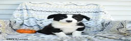Border Collie dogs for sale: Evan - Ad 2