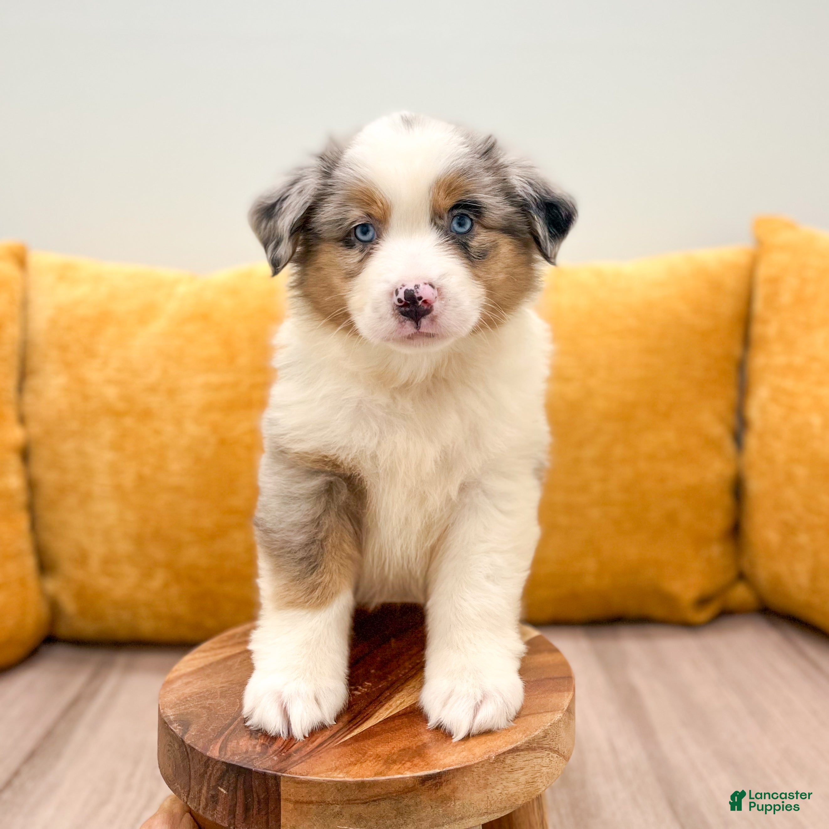 Miniature Australian Shepherd dogs Star - Ad 2
