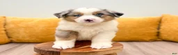 Miniature Australian Shepherd dogs for sale: Star - Ad 2