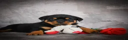 Rottweiler dogs for sale: Lexi - Ad 8