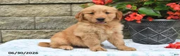 Golden Retriever dogs for sale: Hero - Ad 4