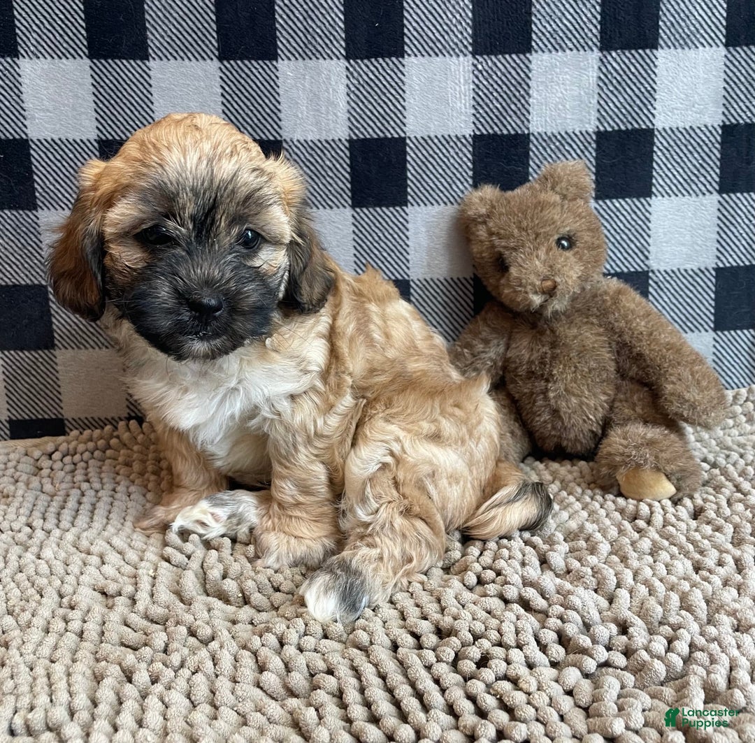 Teddy Bear dogs for sale: Sammy - Ad 26