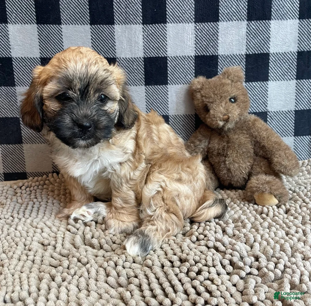 Teddy Bear dogs for sale: Sammy - Ad 26